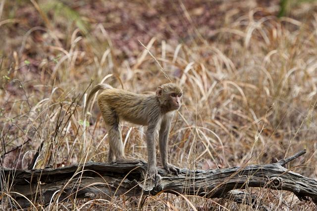 031 Bandavghar Nationaal Park, Rhesus aap.jpg